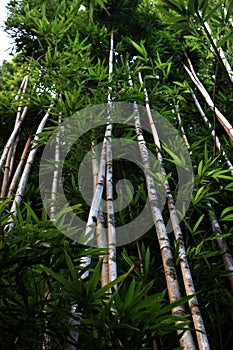 Bamboo trees