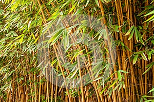 Bamboo trees