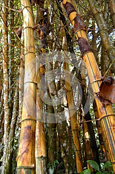 Bambù alberi 