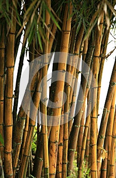 Bamboo trees
