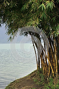 Bamboo trees