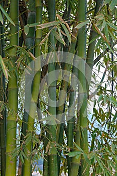 Bamboo trees