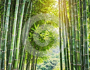 bamboo trees background