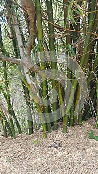 Bamboo trees