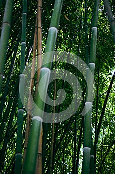 Bamboo trees in a botanical garden. Oriental zen forest background.