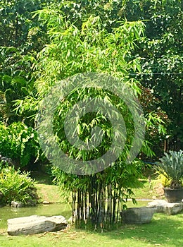 Bamboo Trees in the Flower Garden at Thailand