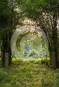 Bamboo trees at the garden