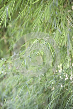 Bamboo trees, green and fresh