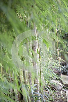 bamboo trees, green and fresh version 1