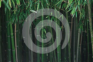 Bamboo trees with green leaves close-up in a botanical garden