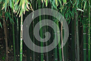 Bamboo trees with green leaves close-up in a botanical garden