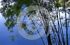 Bamboo trees in grove