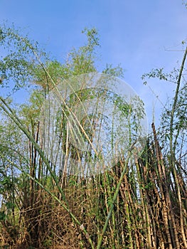 bamboo trees in Indonesia