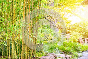 Bamboo Trees in Japanese Tea Garden with sunlight