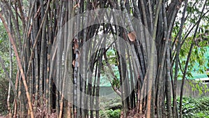 Bamboo trees in the Nairobi Arboretum with nature trails