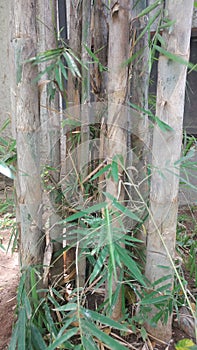 Bamboo trees park garden sumer