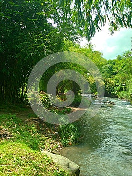 Bamboo trees by the river