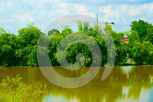 Bamboo trees by the river in the afternoon sun