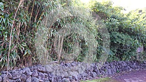 Bamboo trees with stone fench at Hallim Park in Jeju, Korea