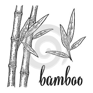 Bamboo trees white silhouettes and black outline on red circle. Hand drawn design element. Vintage vector engraving