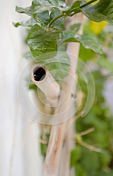 Bamboo Trellis Jasmine vine