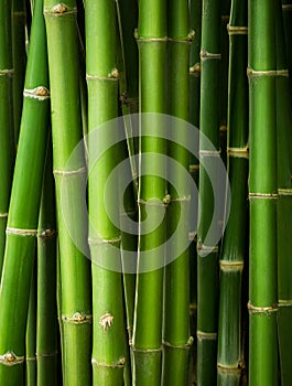 Bamboo trunk background