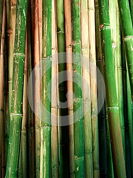 Bamboo trunks background.