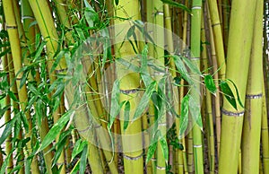 Bamboo trunks in a lush grove with green leaves. Native to warm and moist tropical temperate climates. Plants with great economic