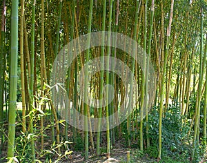 Bamboo trunks vertical smooth green in the woods next to grow