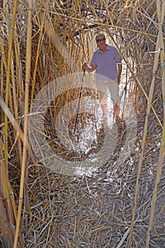 Bamboo Tunnel