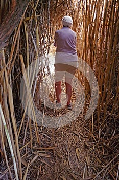 Bamboo Tunnel