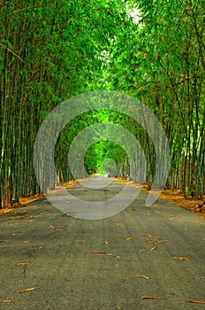 The bamboo is a tunnel along the footpath in the forest.