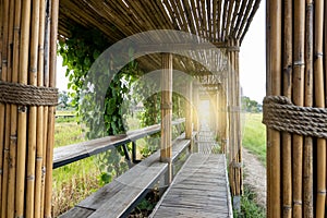 Bamboo tunnel and bridge walk way to the rice field with golden sunlight