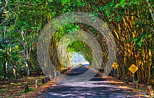 Bamboo Tunnel