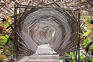 Bamboo Tunnel in the garden.