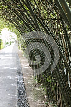 Bamboo tunnel