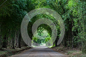 Bamboo tunnel and road