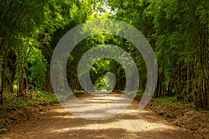 Bamboo tunnel scenery background