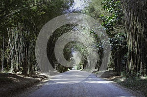 Bamboo tunnel throughway