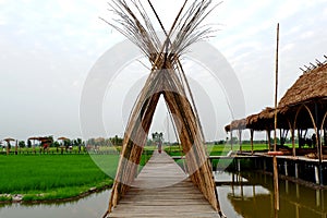 Bamboo, used to construct buildings.