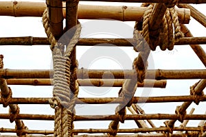 Bamboo, used to construct buildings.