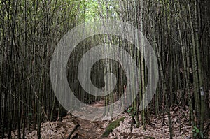 Bamboo Vegetation - Serra dos ÃârgÃÂ£os National Park photo