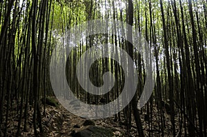 Bamboo Vegetation - Serra dos ÃârgÃÂ£os National Park photo