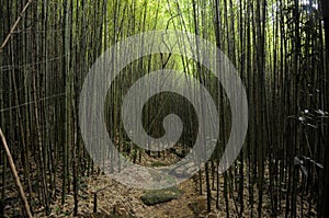 Bamboo Vegetation - Serra dos Ã“rgÃ£os National Park