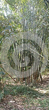 environmental conservation of bamboo plants photo