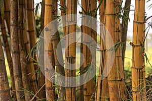 Bamboo Vulgaris plants