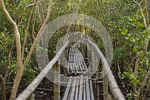 Bamboo walkway in mangrove forest. Selective Focus.