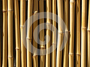 Bamboo wall