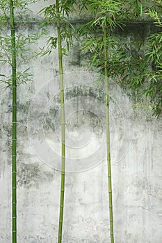 Bamboo wall