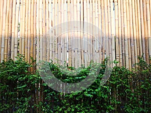 The Bamboo Wall